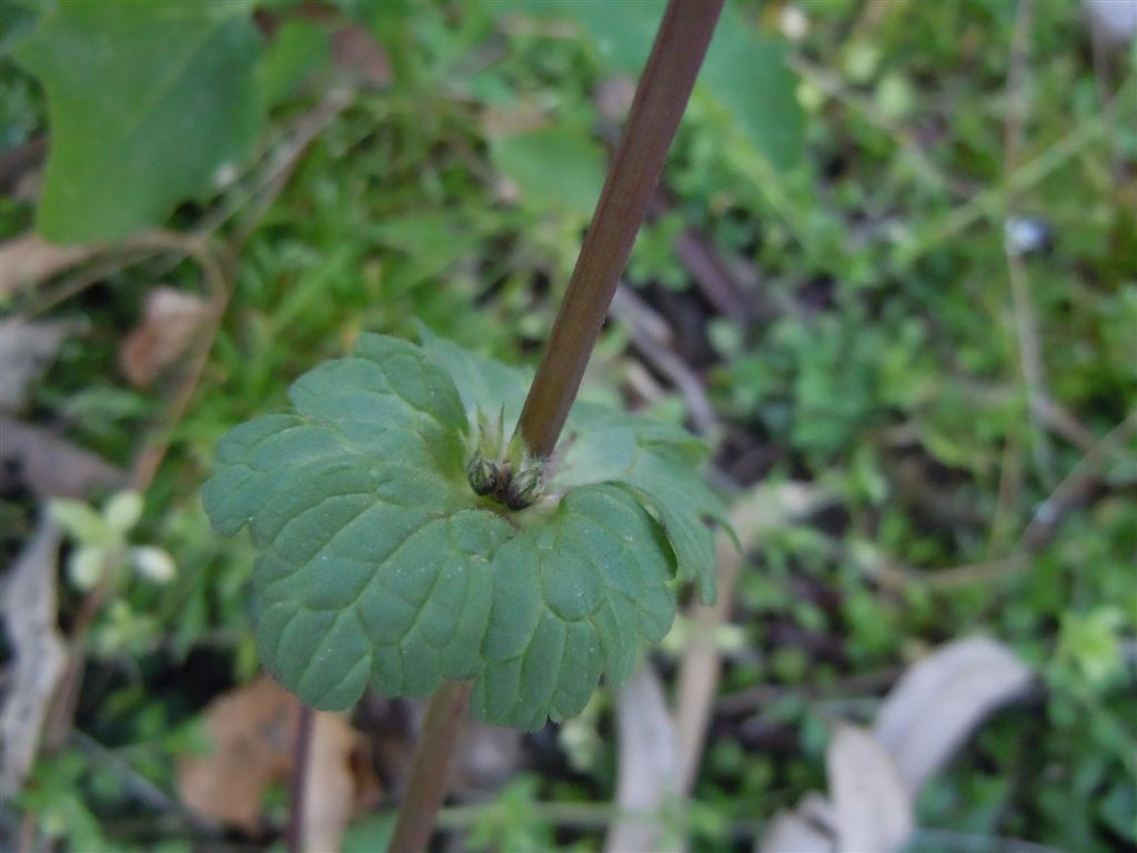 Pianta piumino - Lamium amplexicaule